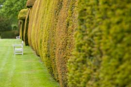 yew hedge