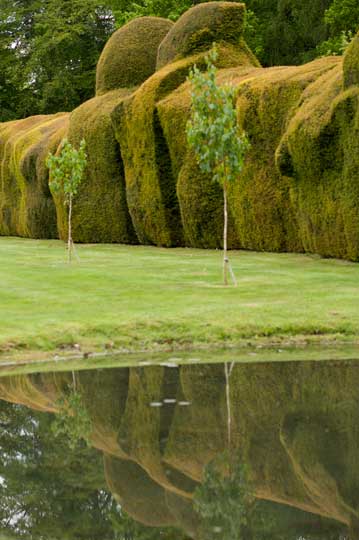 yew and reflection