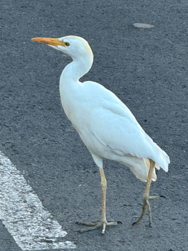 egret