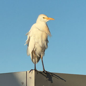 egret