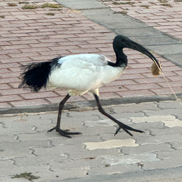 ibis