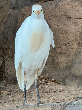 egret