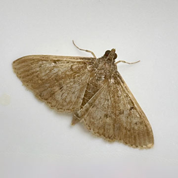 moth