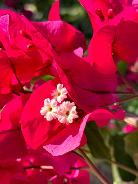 bougainvillea