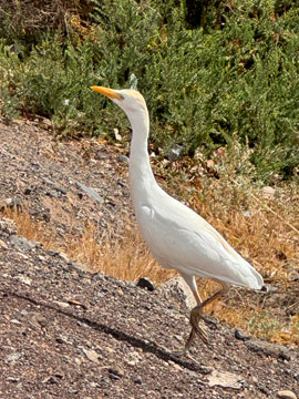 egret