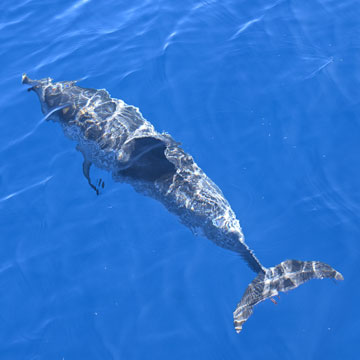 dolphin