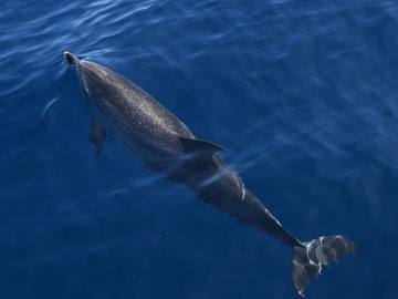 dolphin