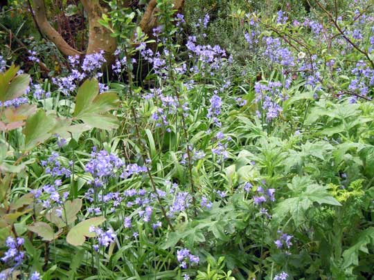 bluebells