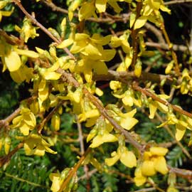 forsythia