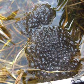 frogspawn