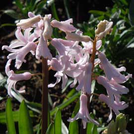 hyacinth