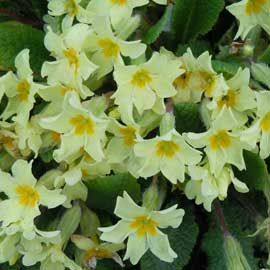 primrose