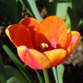 tulip