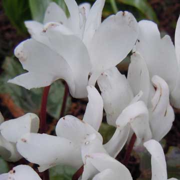 cyclamen