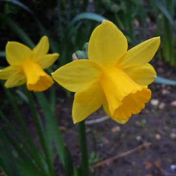 daff