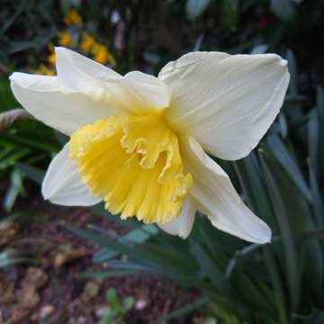 daff