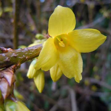 forsythia