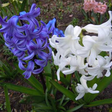 hyacinth