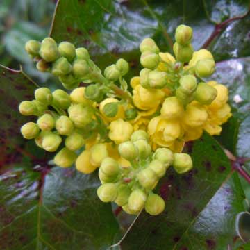 mahonia