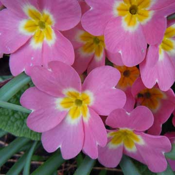 primula