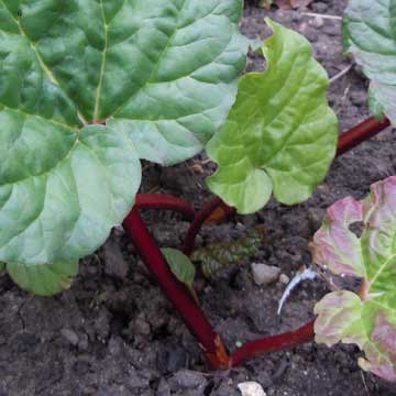 rhubard
