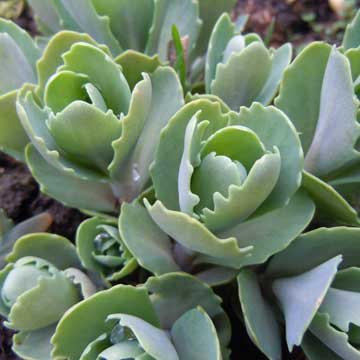 sedum