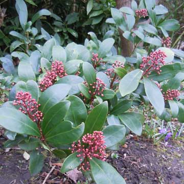 skimmia