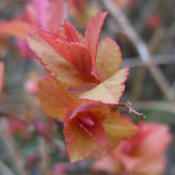 spiraea