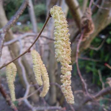 catkin