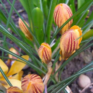 crocus