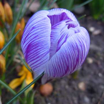 crocus