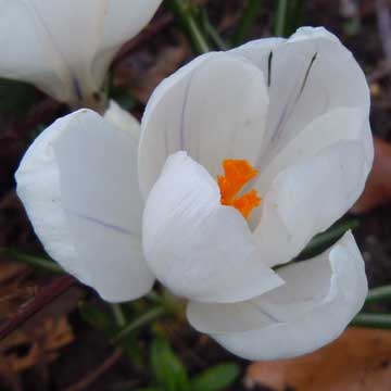 crocus