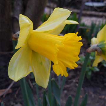 daff