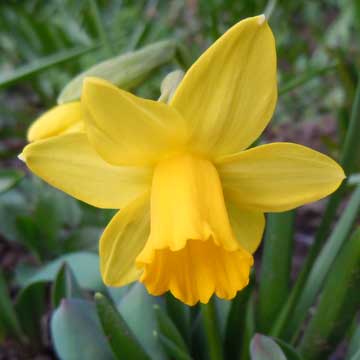 daff