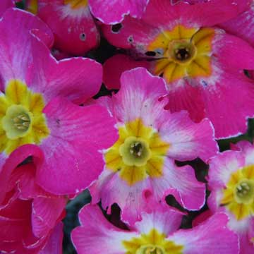primula