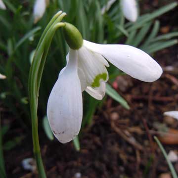 snowdrop