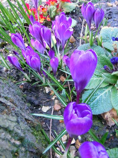 crocus