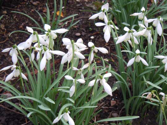 snowdrops