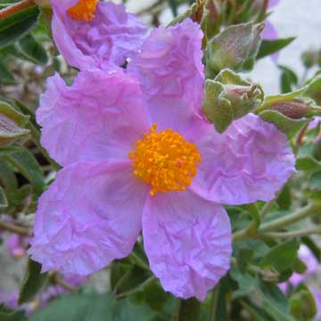 cistus