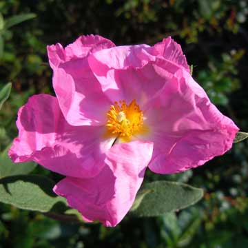 cistus