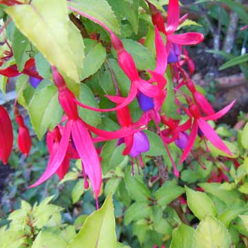 fuchsia