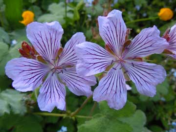 geranium