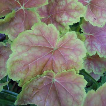 heuchera