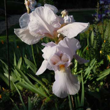 iris