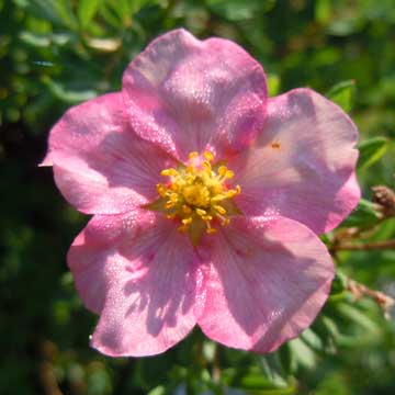 potentilla