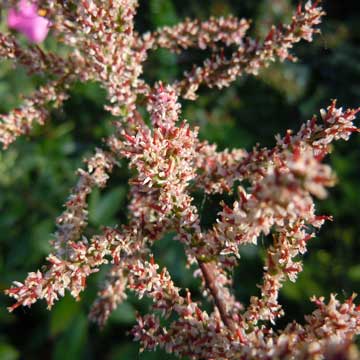 tamarisk
