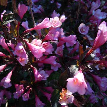 weigelia