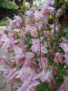 aquilegia