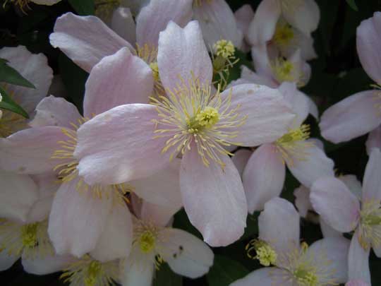 clematis
