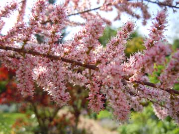 tamarisk